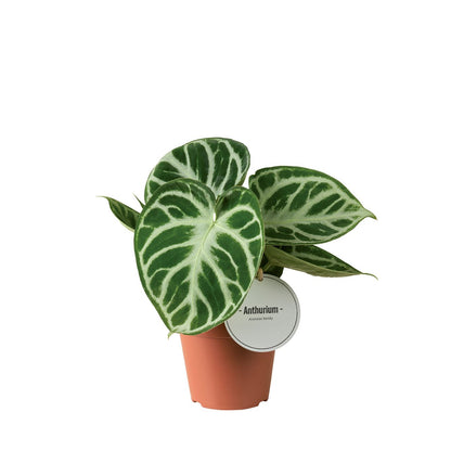 Anthurium andraeanum 25cm 12cm Pot