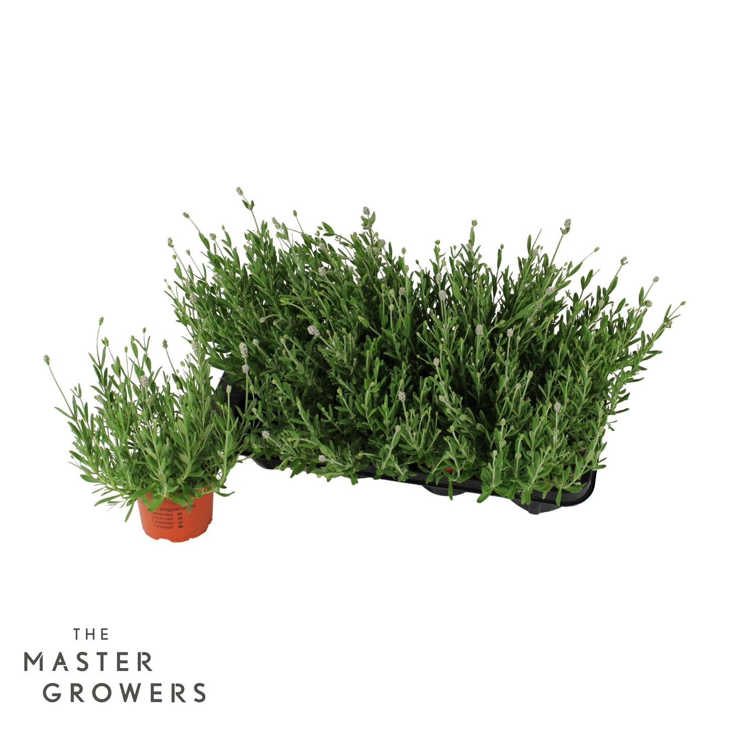 Lavandula ang. Vienco Early White 25cm 12cm Pot