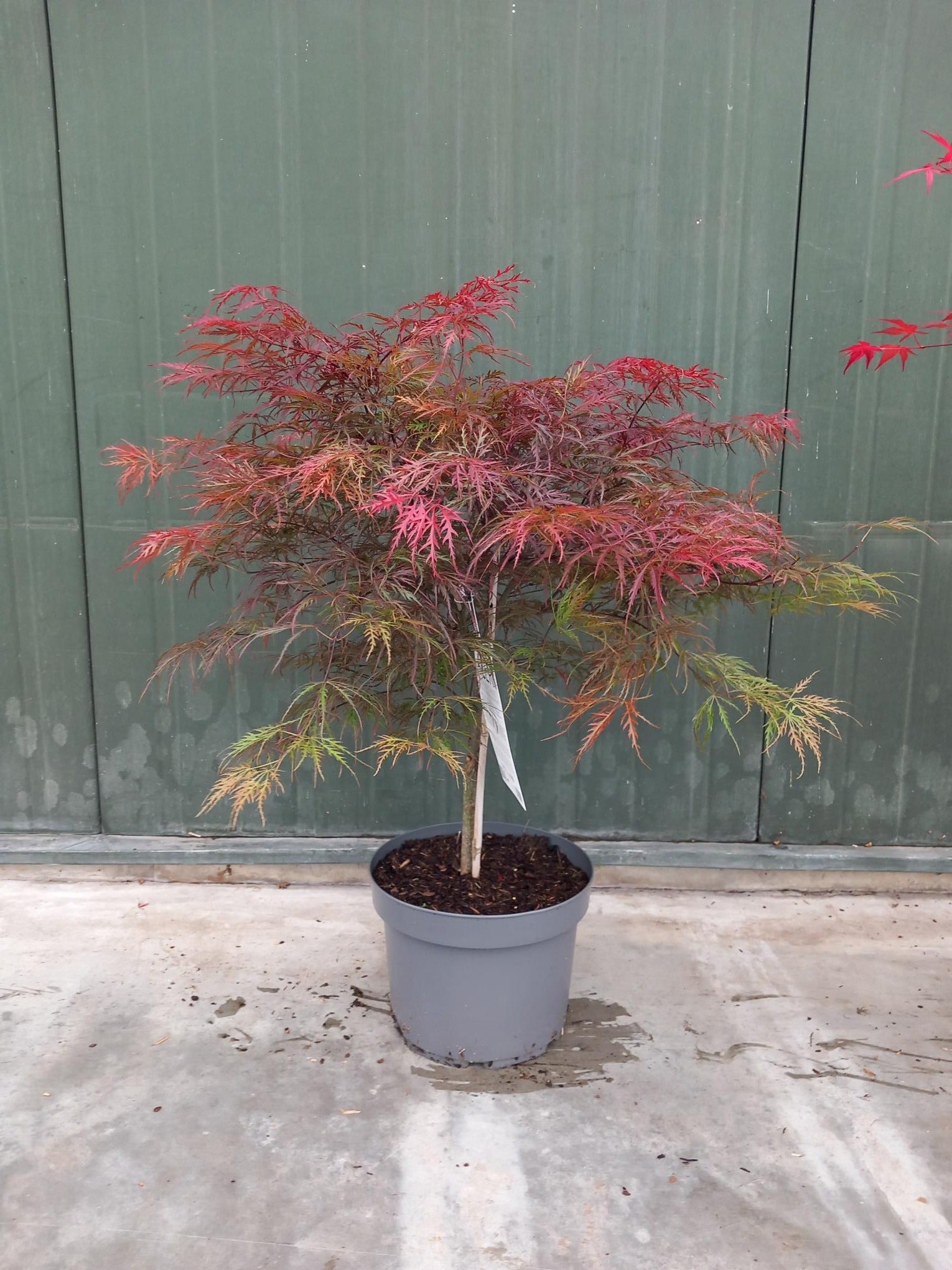 Acer palm. Garnet 90cm 29cm Pot
