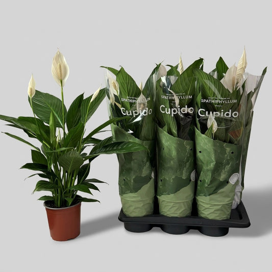 Spathiphyllum Bingo Cupido 70cm 17cm Pot