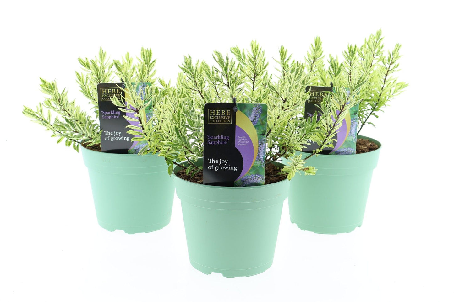 Hebe mix 25cm 17cm Pot