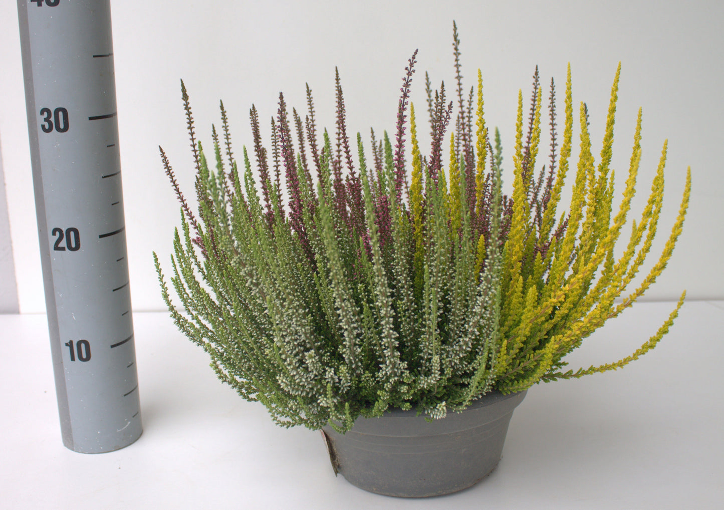 Calluna Garden Girls trio 28cm 23cm Pot