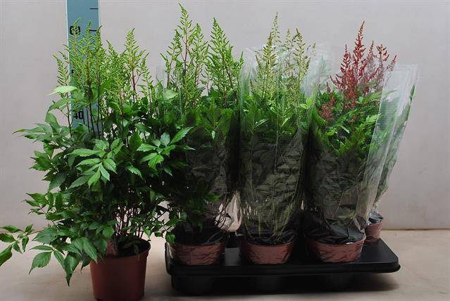 Astilbe mix 55cm 15cm Pot