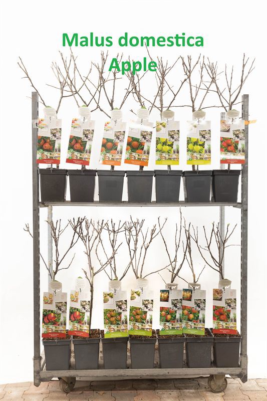 Malus domestica other 90cm 18cm Pot