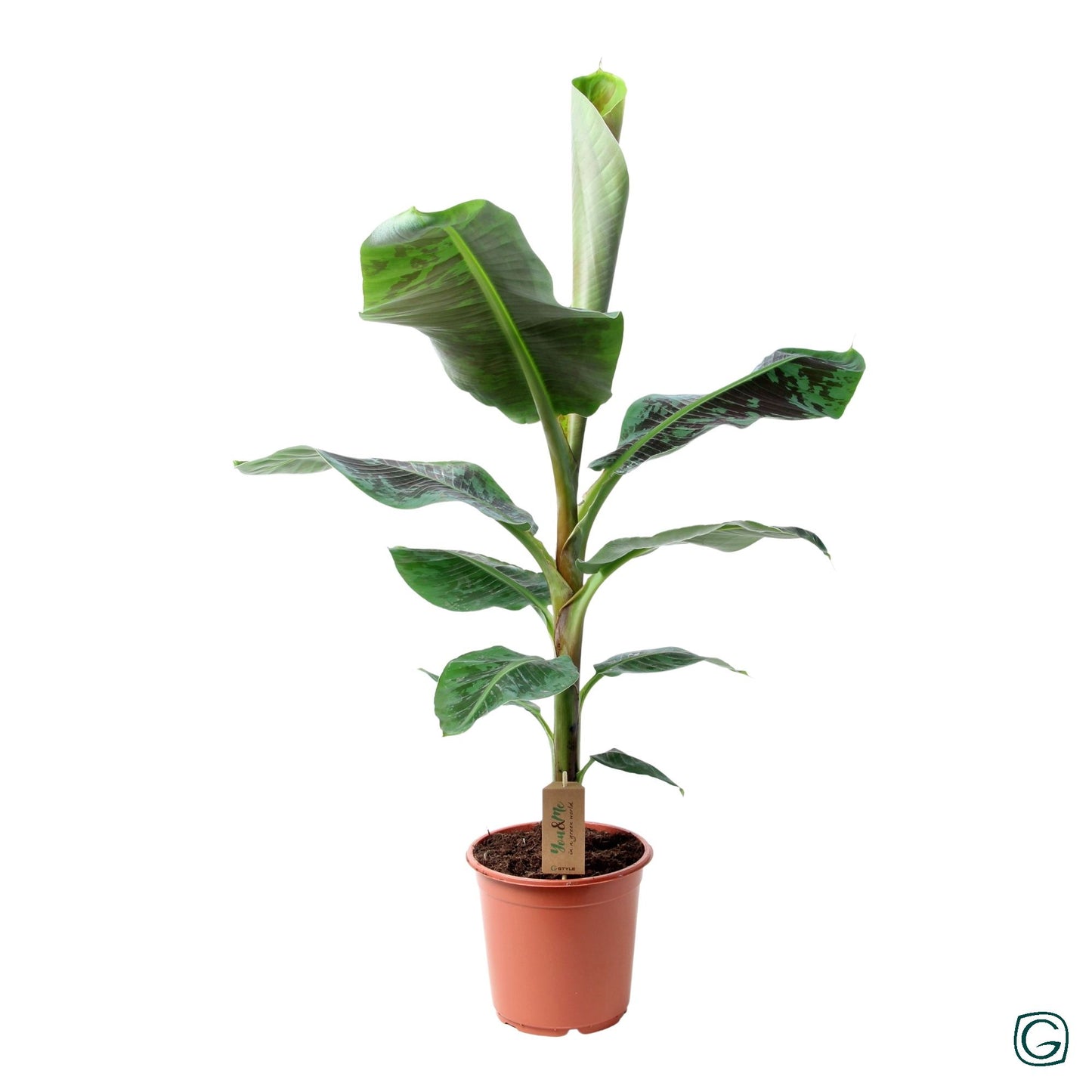 Musa Dwarf Cavendish 120cm 21cm Pot