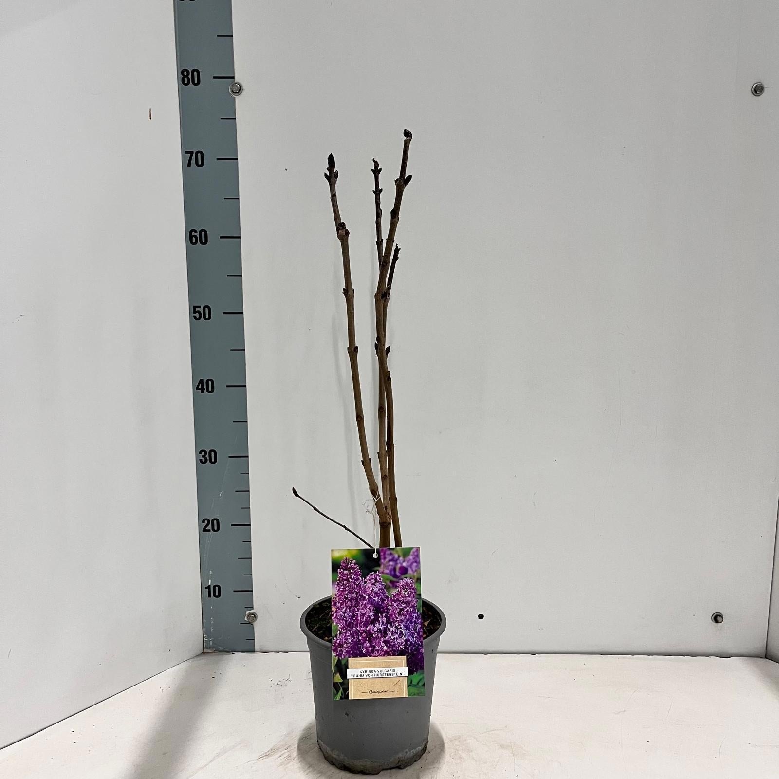 Syringa vul. Ruhm von Horstenstein 45cm 17cm Pot