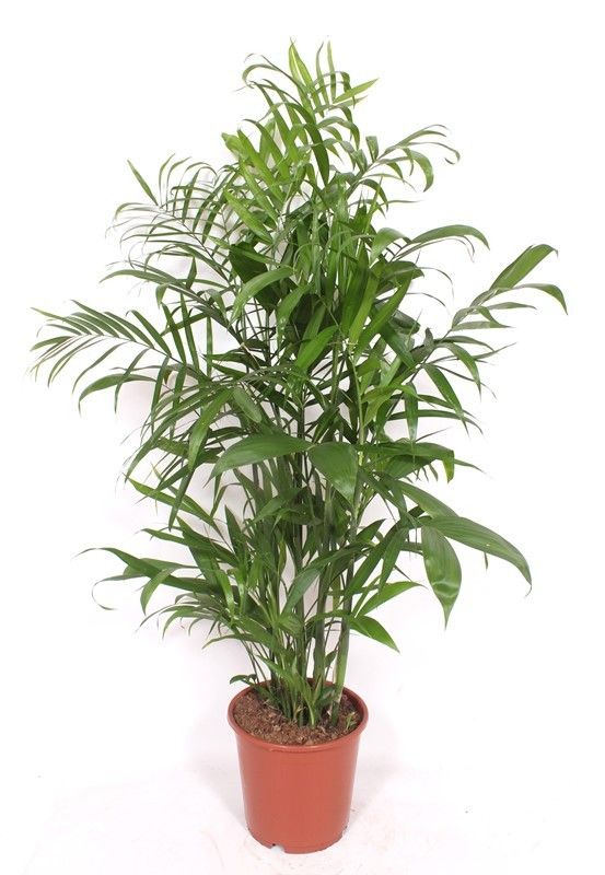Chamaedorea seifrizii 100cm 24cm Pot