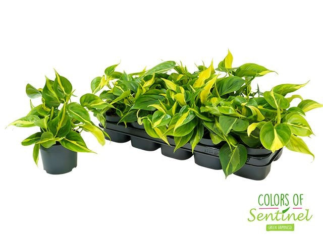 Philodendron Brasil 25cm 12cm Pot