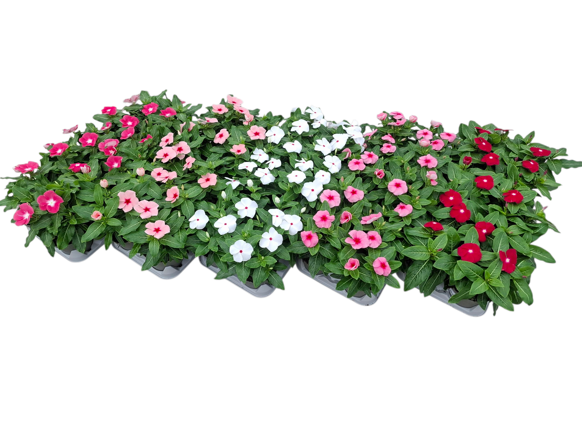 Catharanthus Titan-Ium mix 32cm 12cm Pot