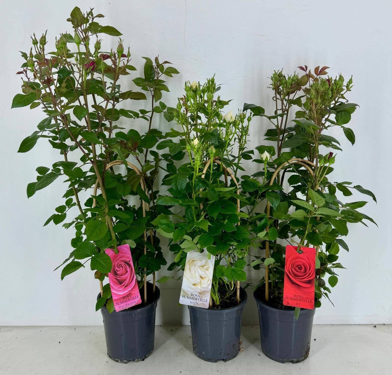 Rosa Summerville duo boog mix 85cm 19cm Pot