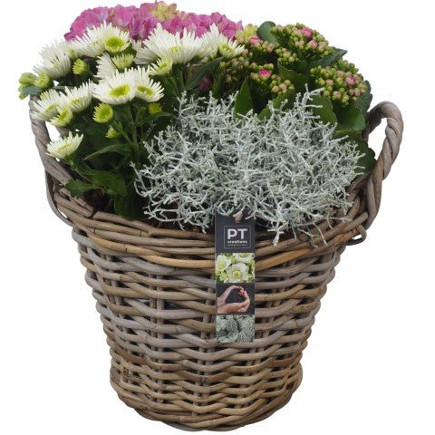 PTSO6022 Arrangementen Tuinplanten 36cm 30cm Pot