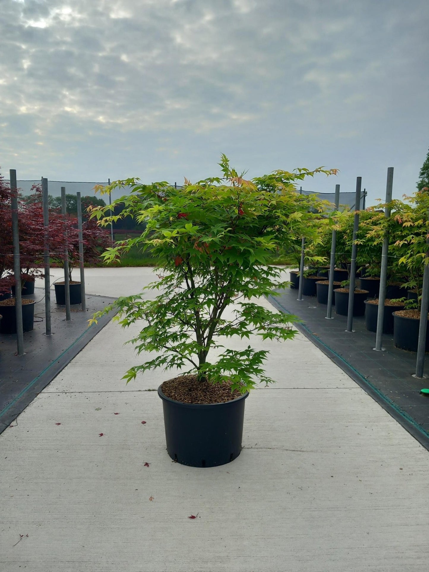 Acer palm. Osakazuki 140cm 45cm Pot