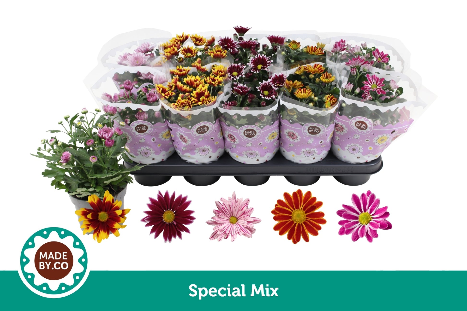 SV.CO Chrysanthemum Special mix Pack of 10