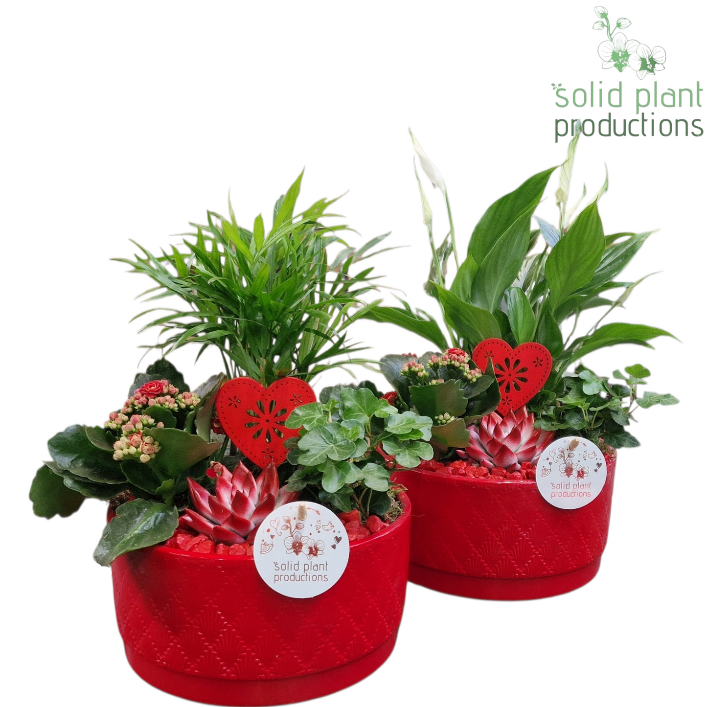 arr. Kamerplanten SCE003 RV 35cm 18cm Pot