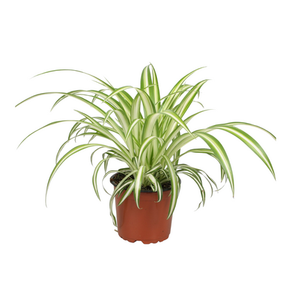 Chlorophytum Variegated 25cm 12cm Pot