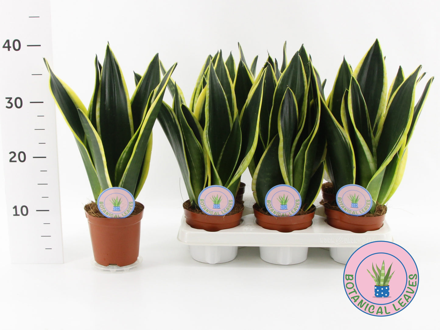 Sansevieria Black Gold 35cm 12cm Pot
