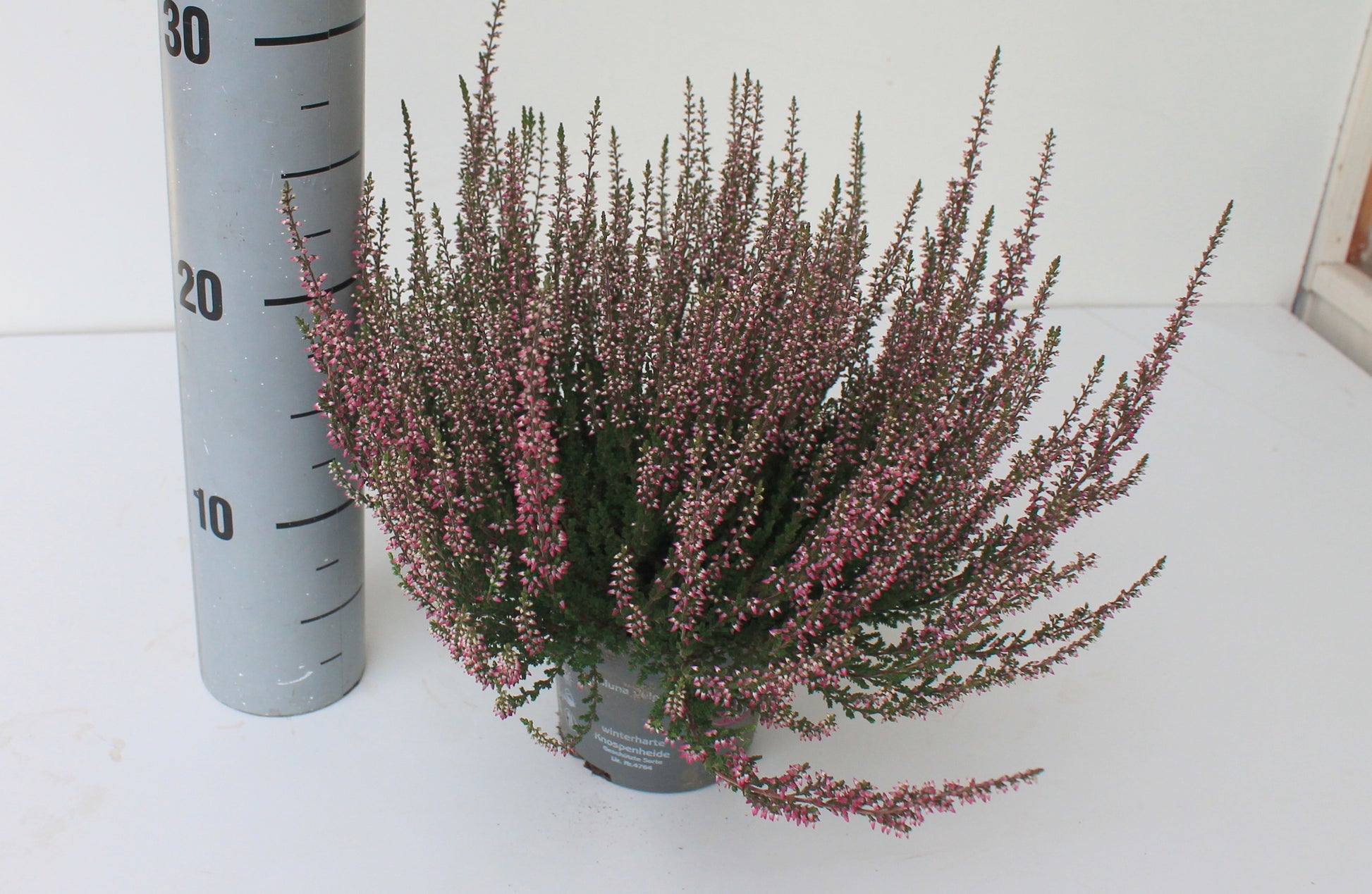 Calluna Garden Girls lila 25cm 12cm Pot
