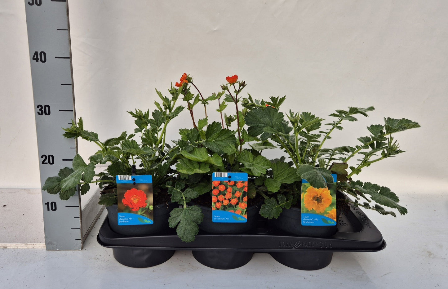 Geum mix 35cm 17cm Pot