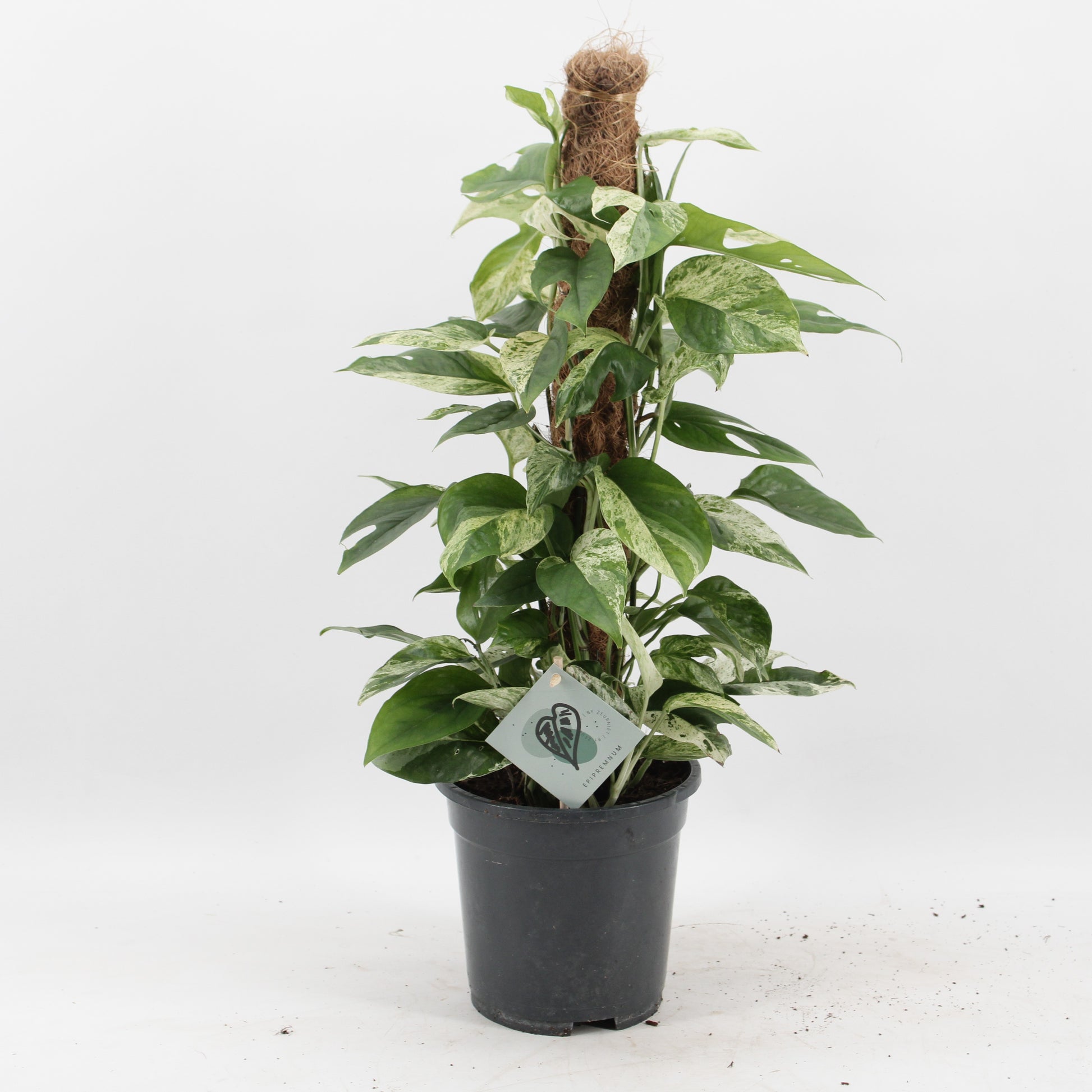 Epipremnum pinnatum Marble Variegated 60cm 17cm Pot