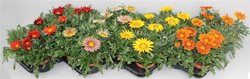 Gazania Gazoo Formula mix 20cm 13cm Pot