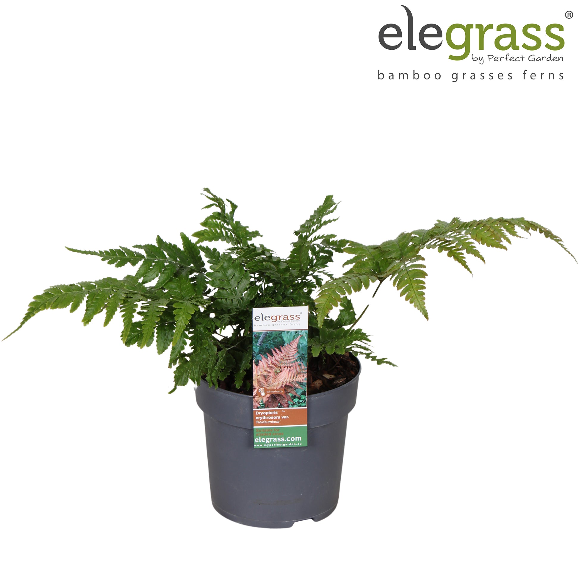 Dryopteris erythrosora 40cm 14cm Pot