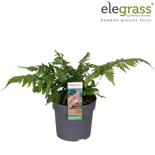 Dryopteris erythrosora 40cm 14cm Pot