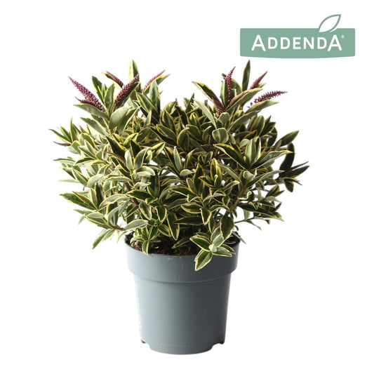 Hebe Varia Wild BLue 35cm 15cm Pot