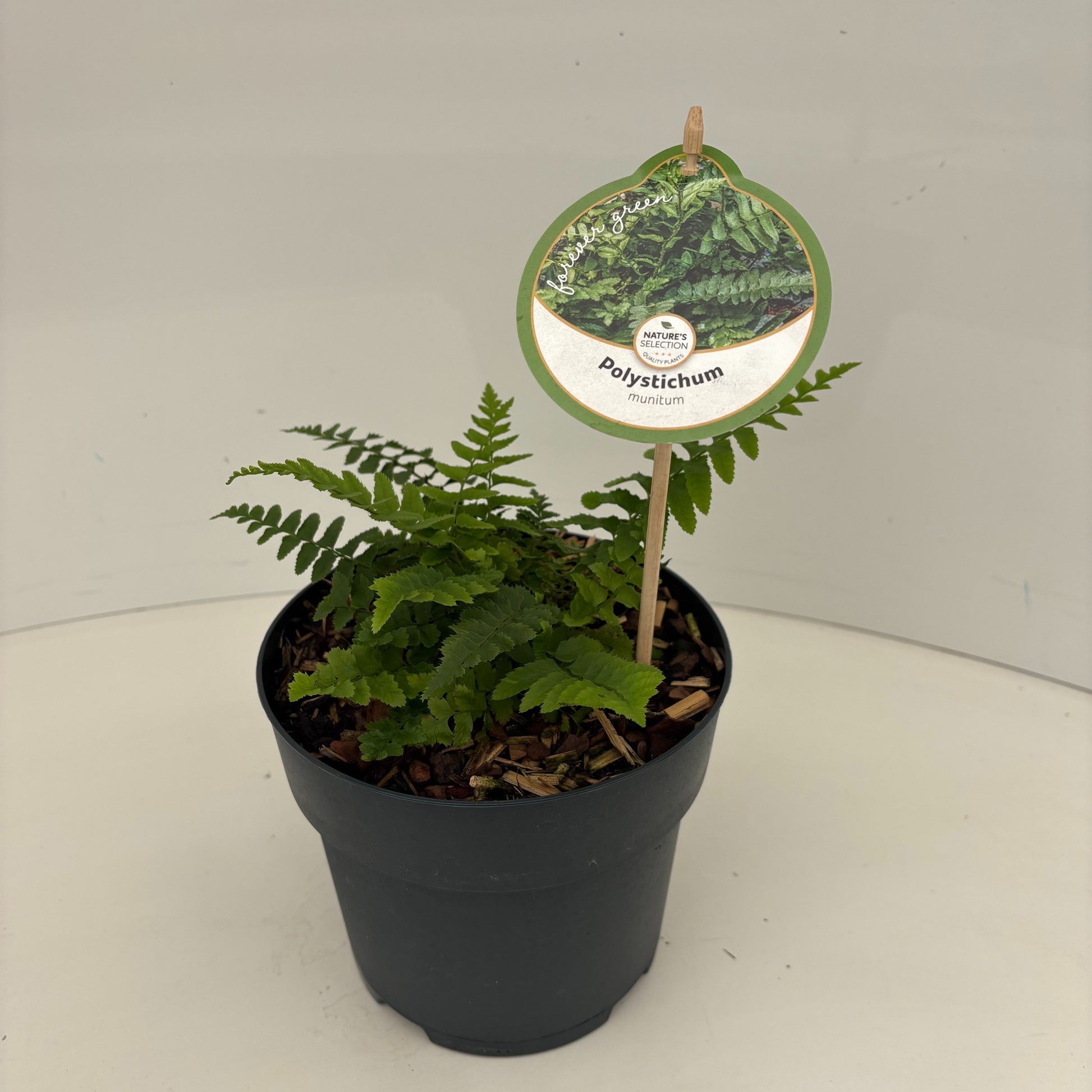 Polystichum munitum 40cm 17cm Pot