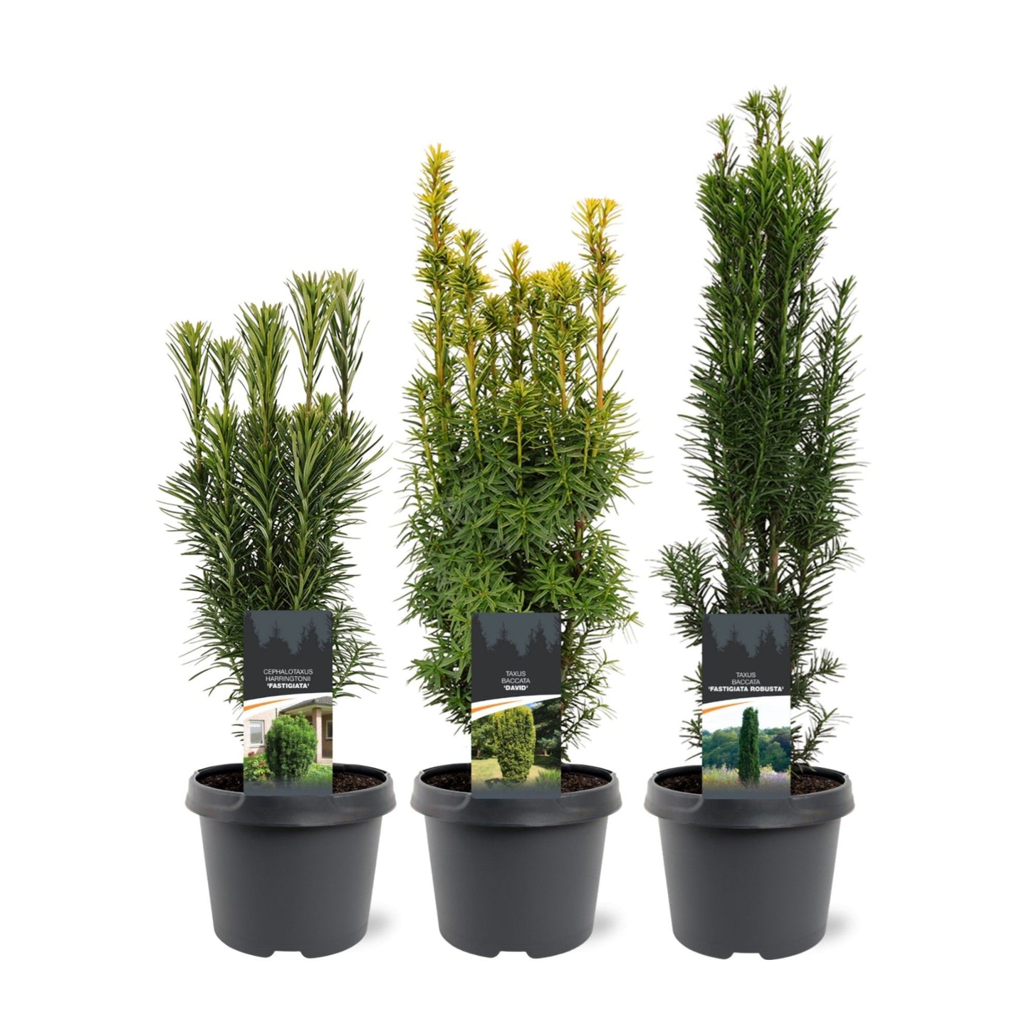Taxus mix 40cm 19cm Pot