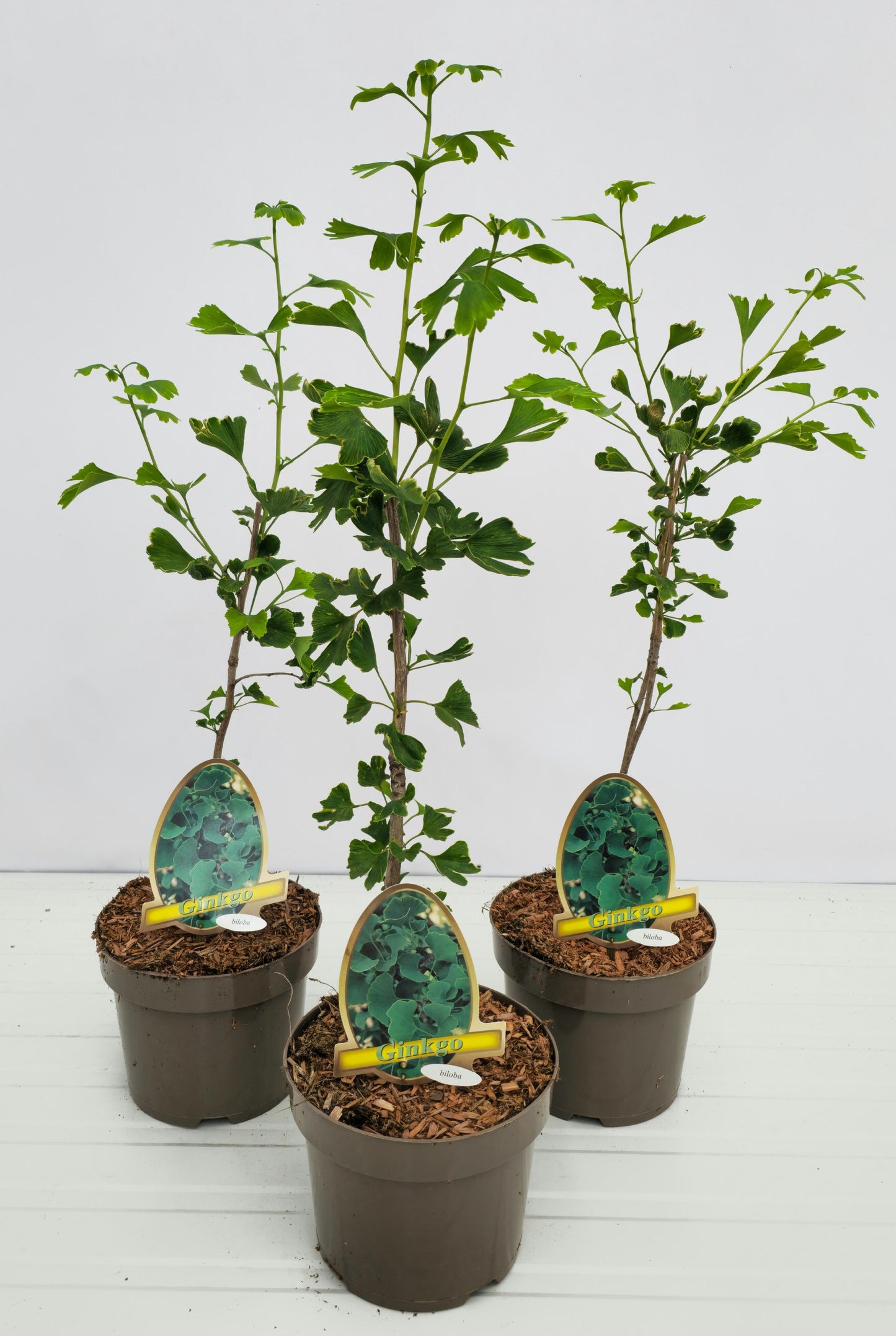 Ginkgo Little Emperor 60cm 20cm Pot