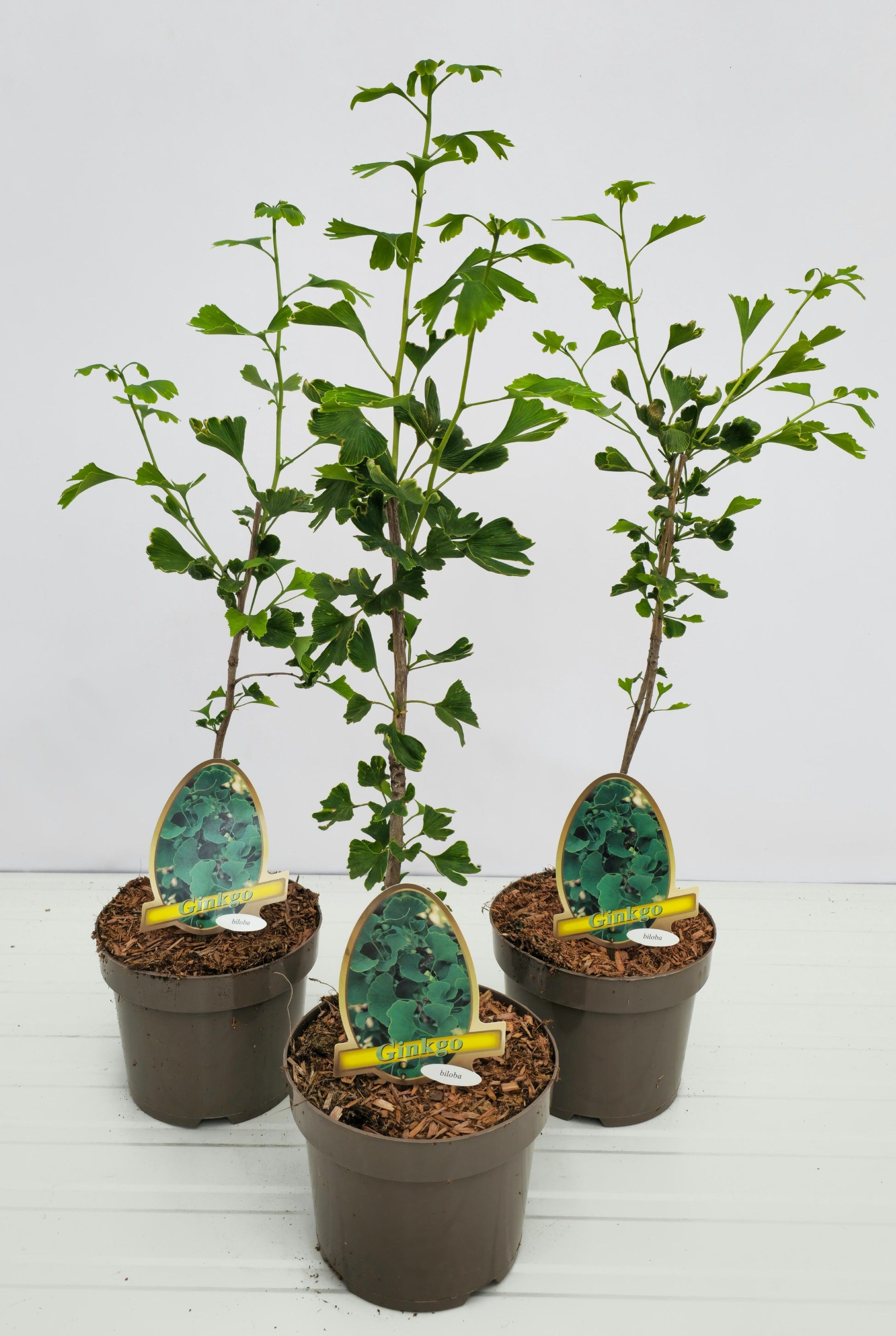 Ginkgo Little Emperor 60cm 20cm Pot