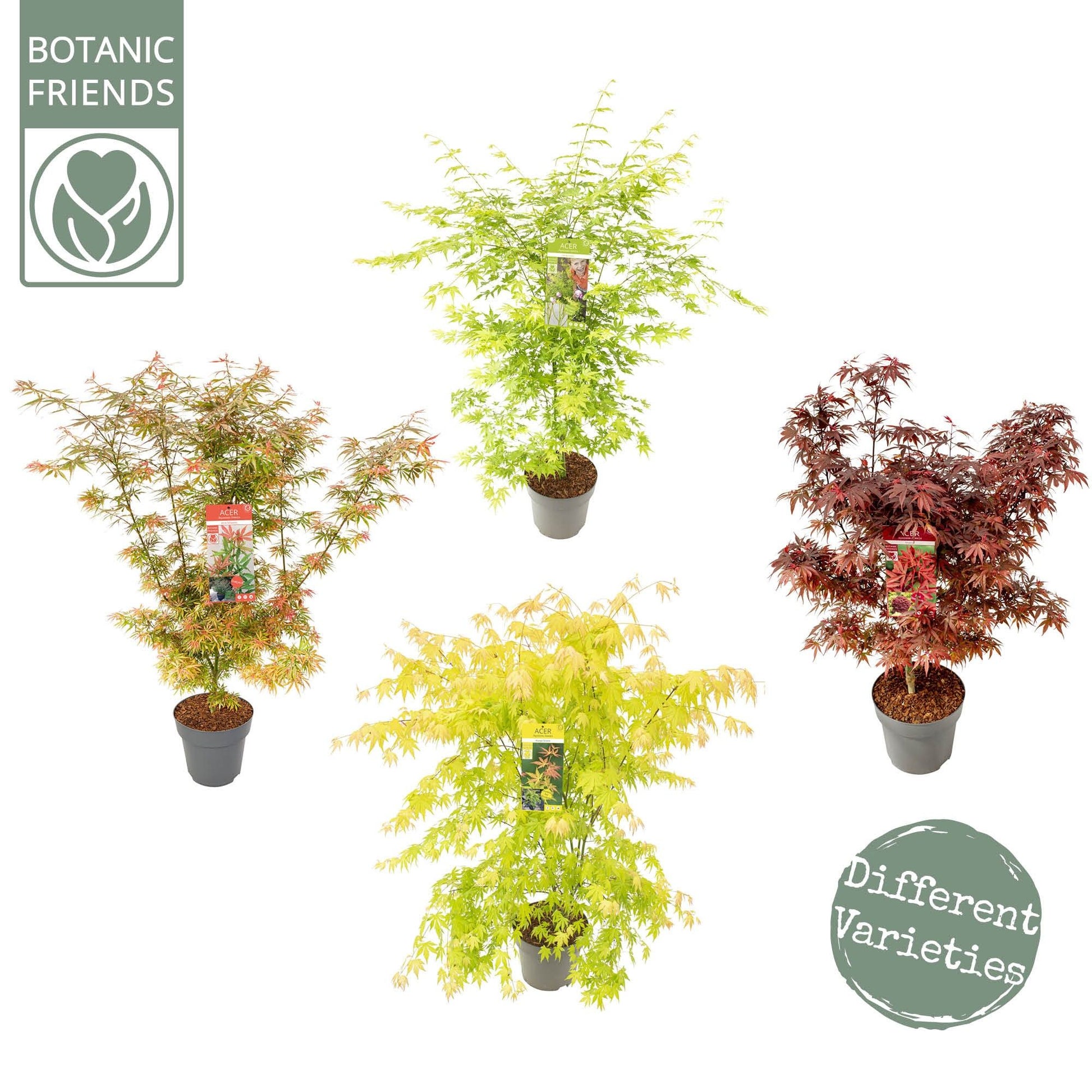 Acer palmatum mix 100cm 29cm Pot