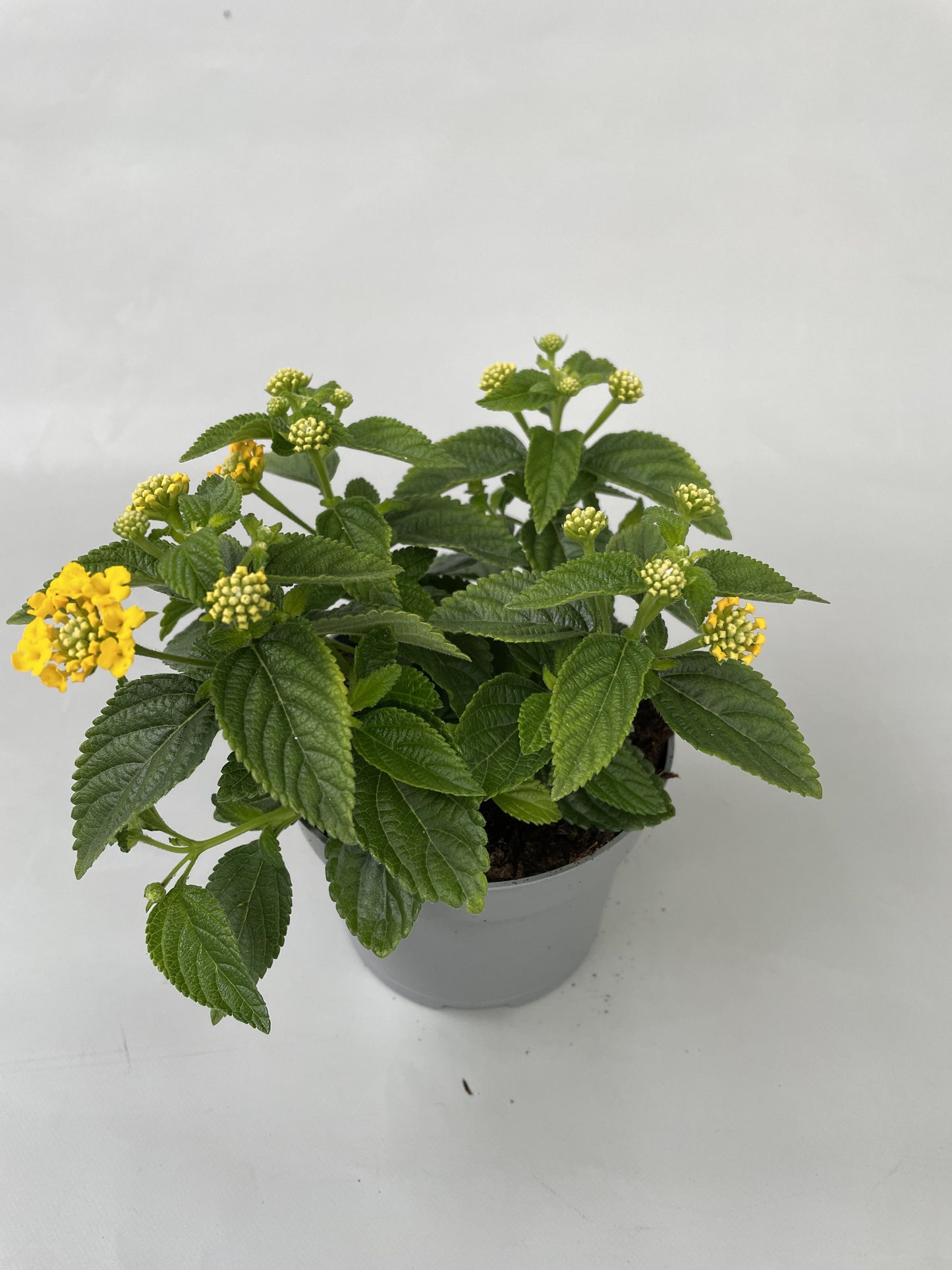 Lantana Simon Lemon 22cm 510cm Pot