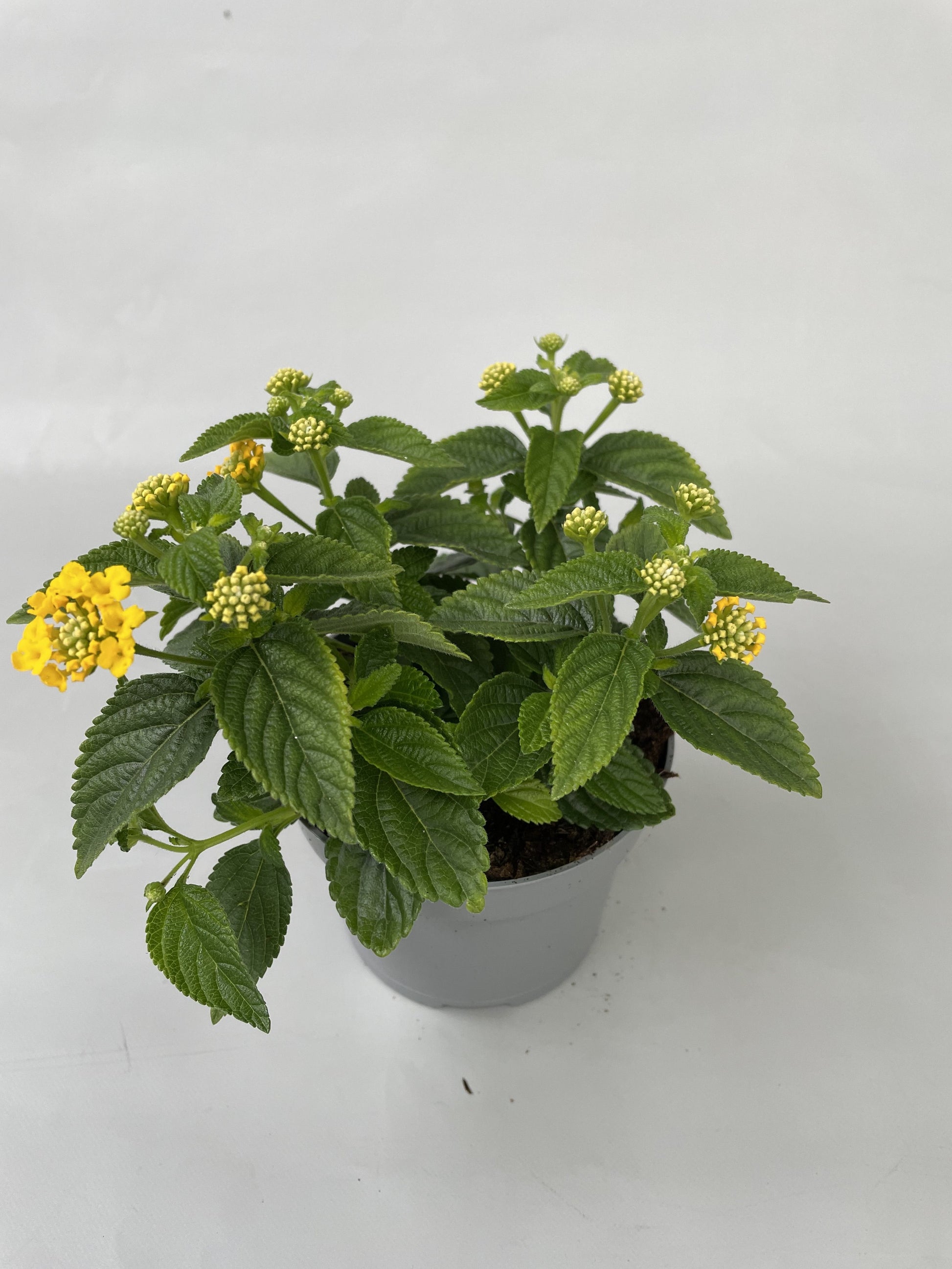 Lantana Simon Lemon 22cm 510cm Pot