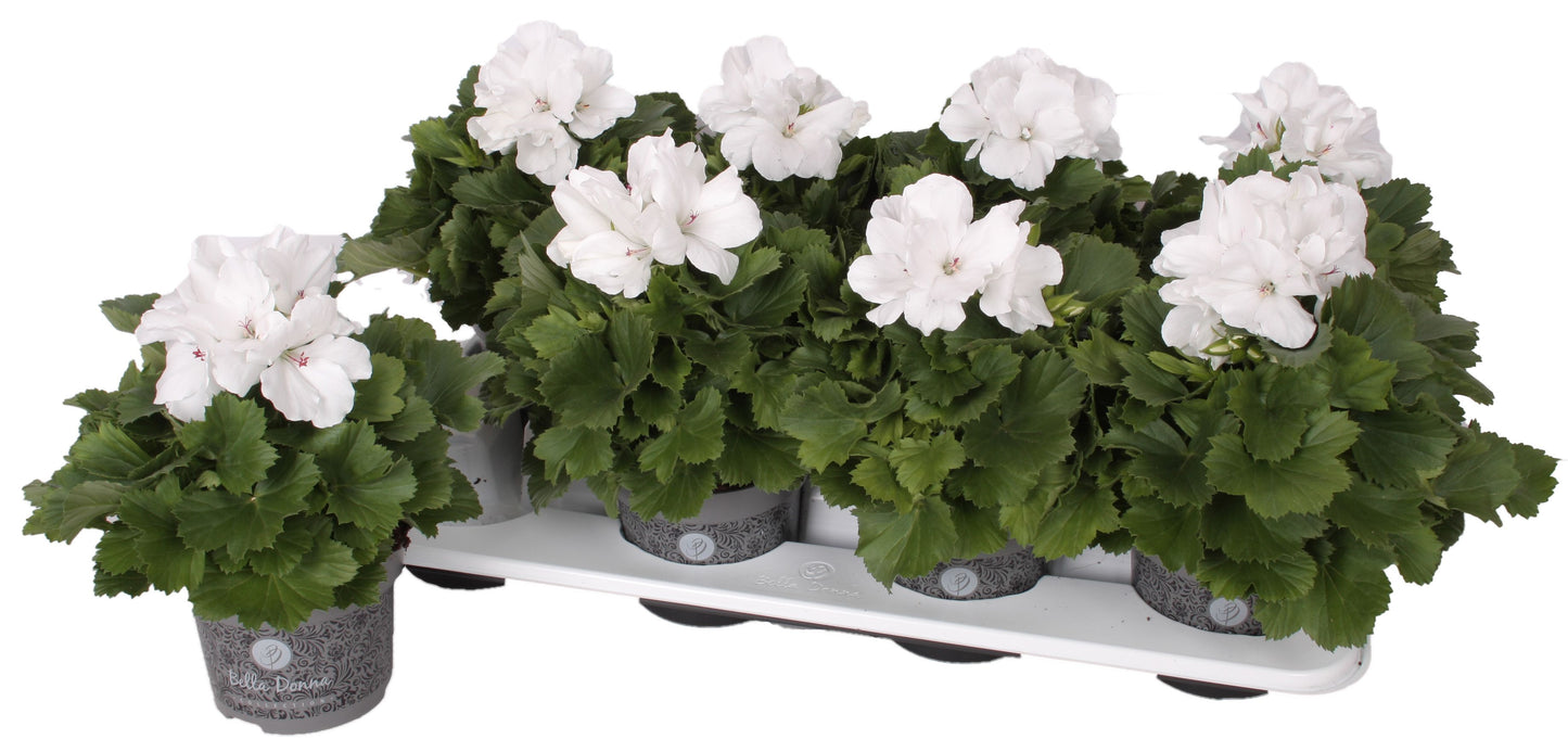 Pelg. bella donna wit 28cm 12cm Pot