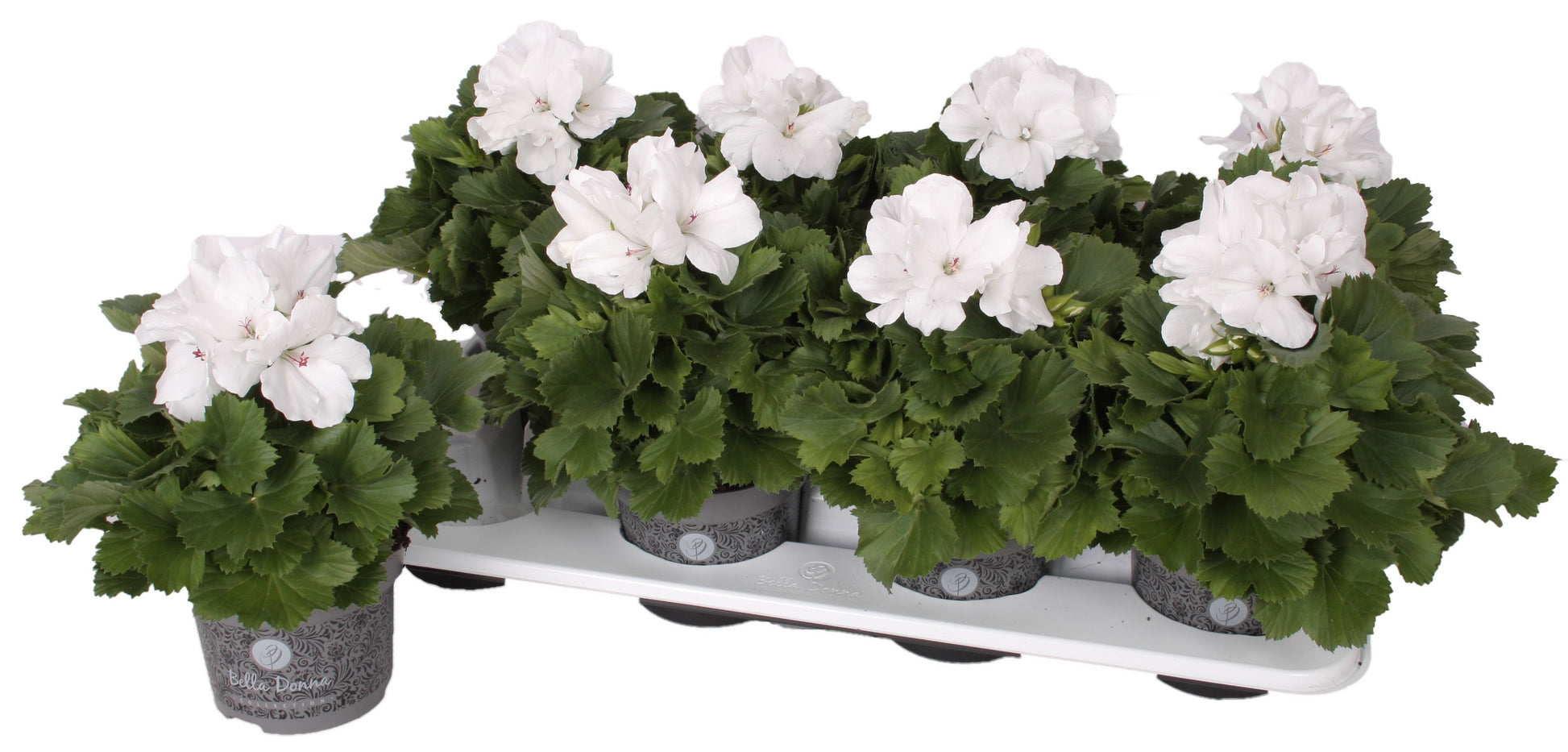 Pelg. bella donna wit 28cm 12cm Pot