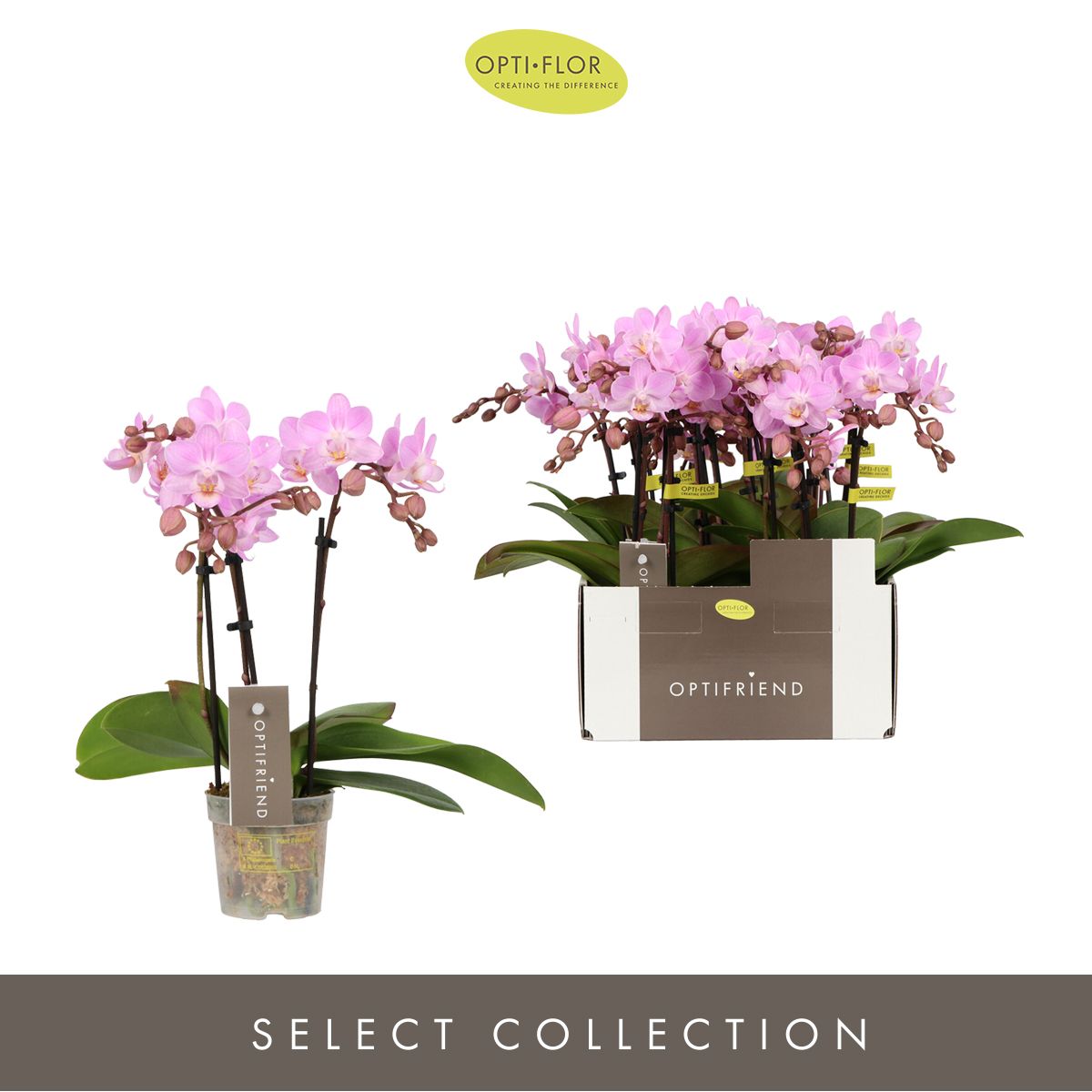 Phalaenopsis Lieke 25cm 7cm Pot