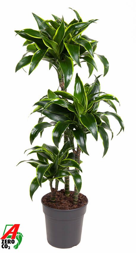 Dracaena fragrans Dorado 60-30-15 100cm 21cm Pot