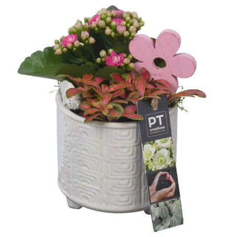 PTSUT8953 Arrangementen kamerplanten 17cm 11cm Pot