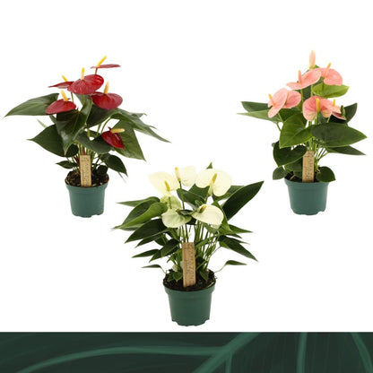 Anthurium mix 25cm 9cm Pot