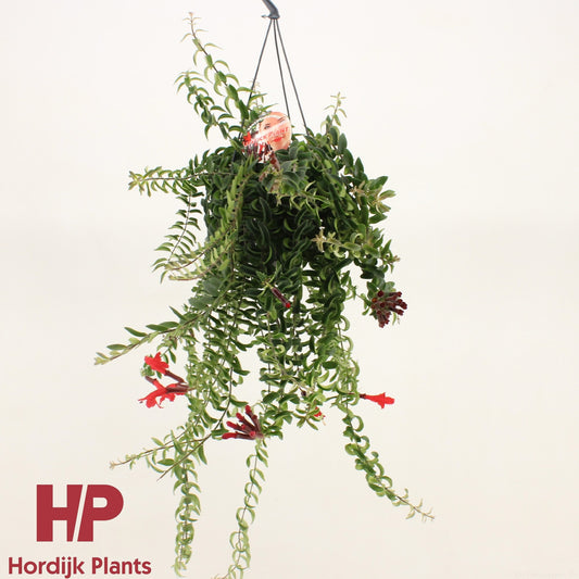 Aeschynanthus Twister 45cm 15cm Pot
