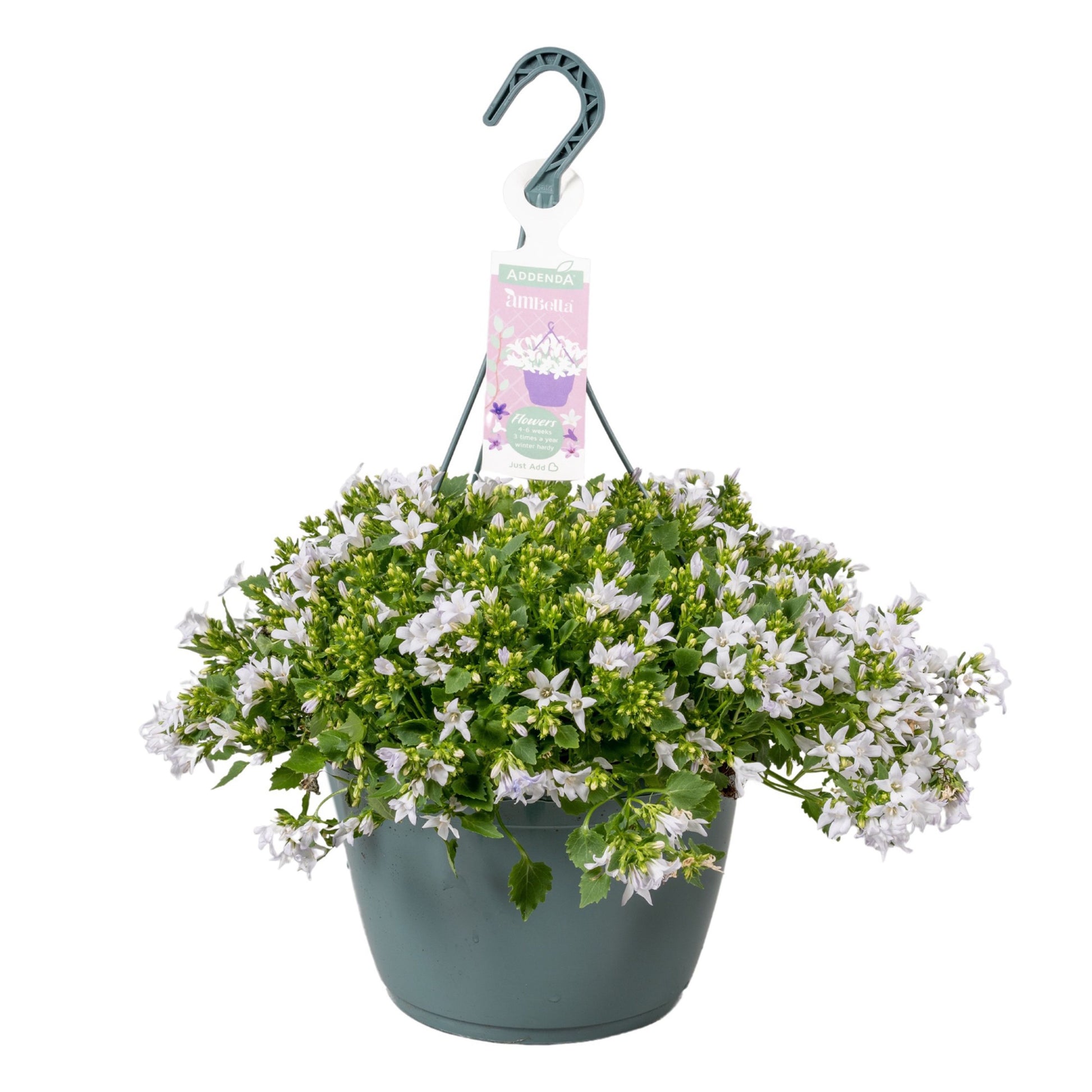 Campanula Ambella white 50cm 25cm Pot