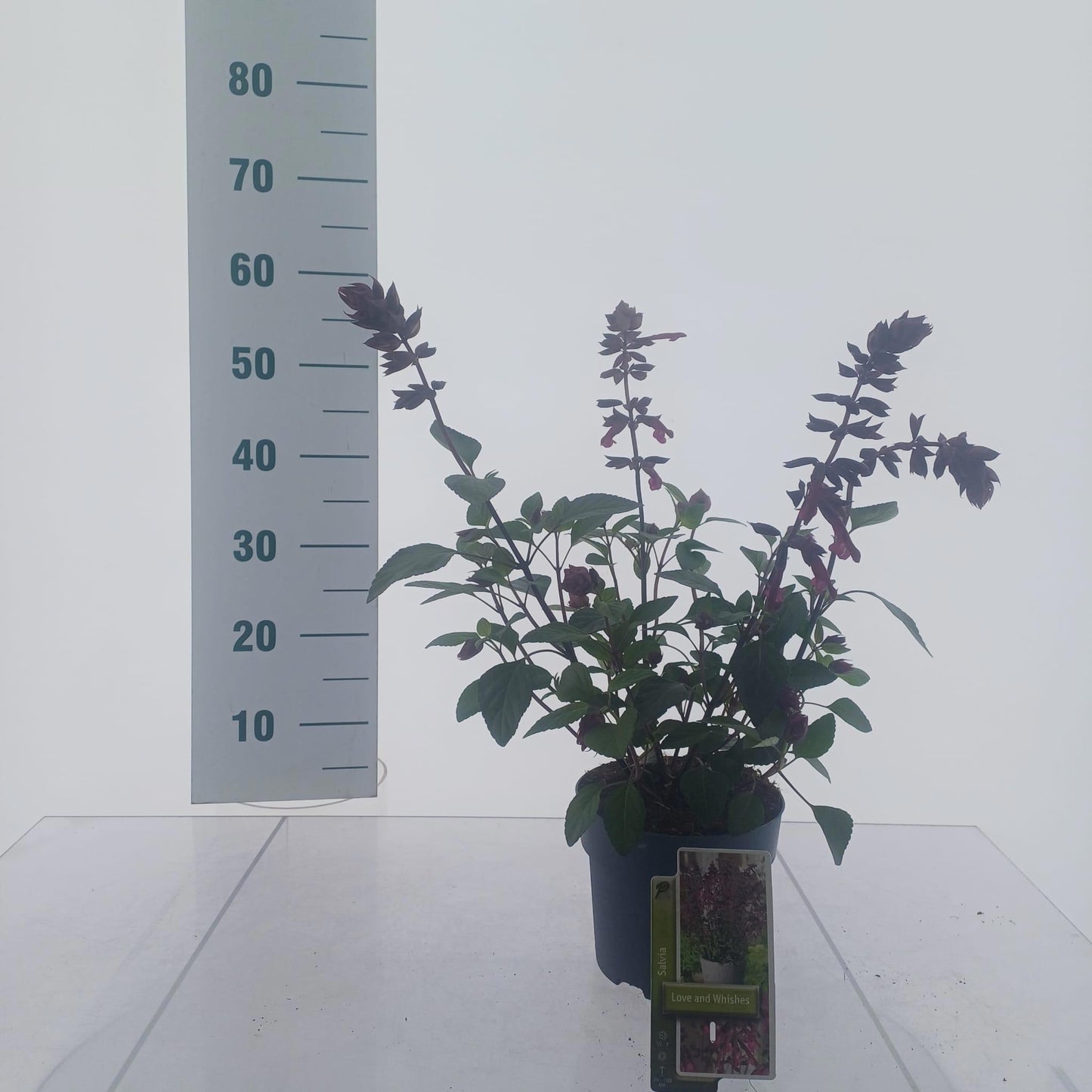 Salvia Love and wishes 55cm 17cm Pot