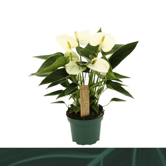 Anthurium Everest 25cm 9cm Pot