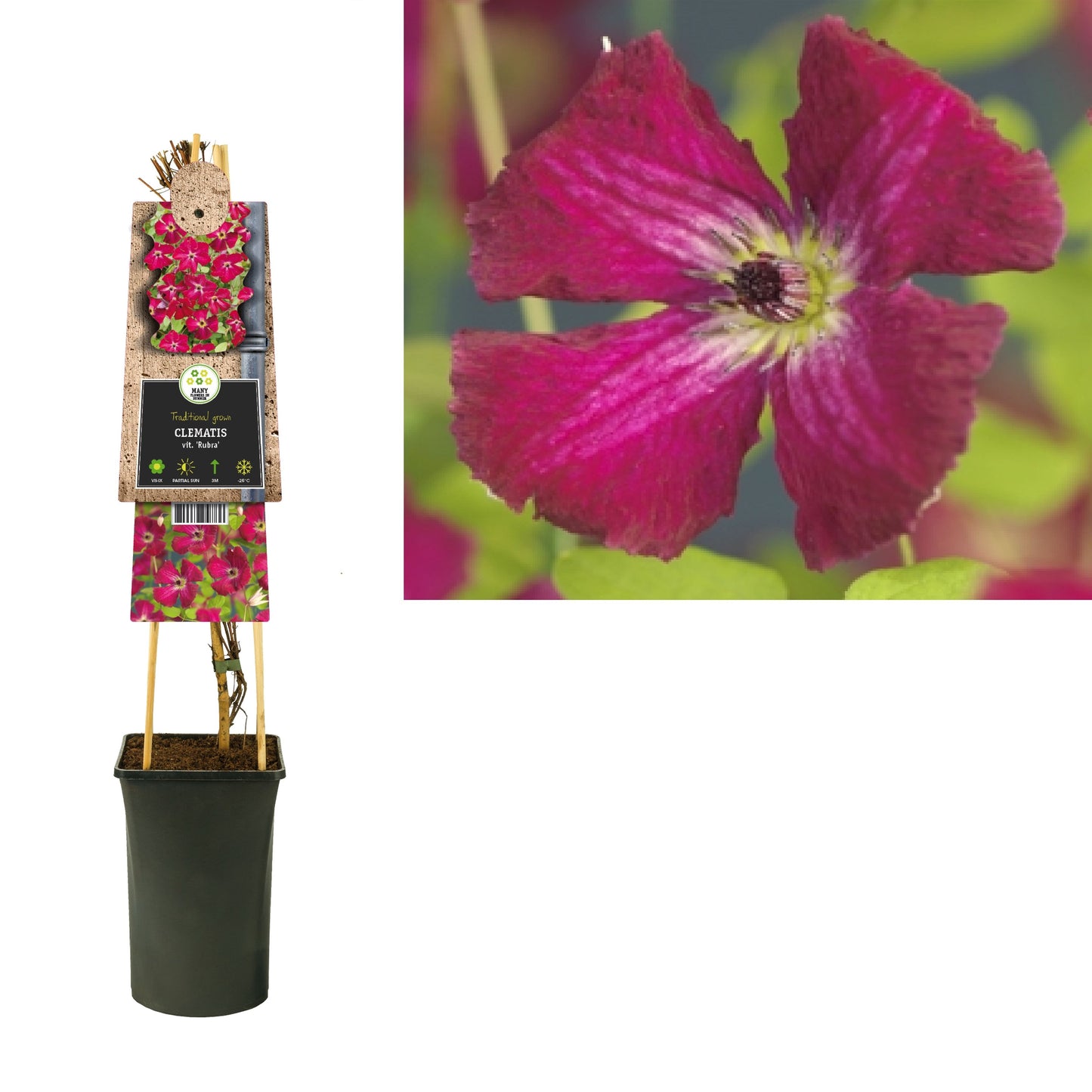 Clematis vit. Rubra 75cm 17cm Pot