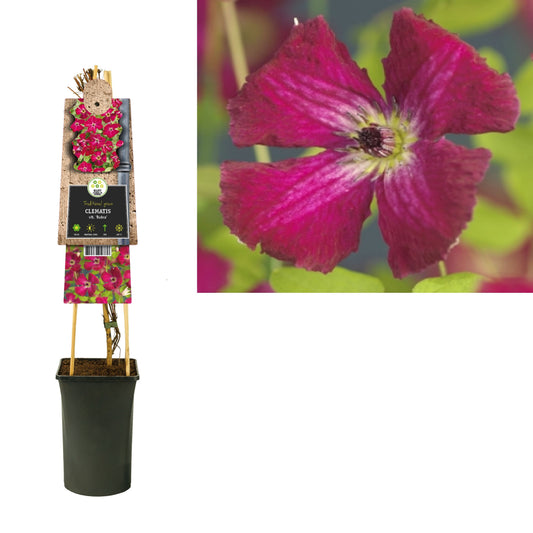 Clematis vit. Rubra 75cm 17cm Pot