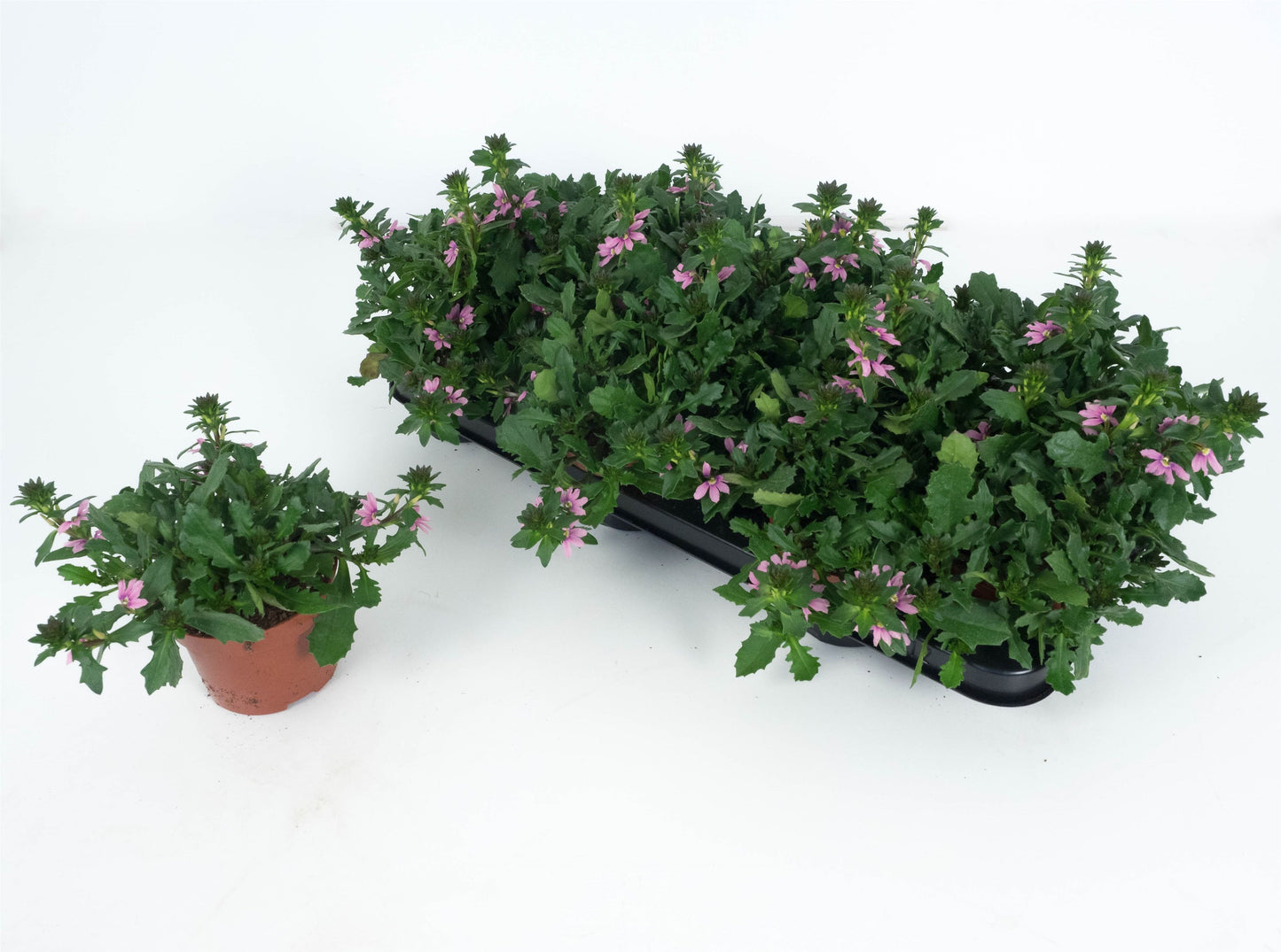 Scaevola Surdiva Pink Blue 20cm 510cm Pot