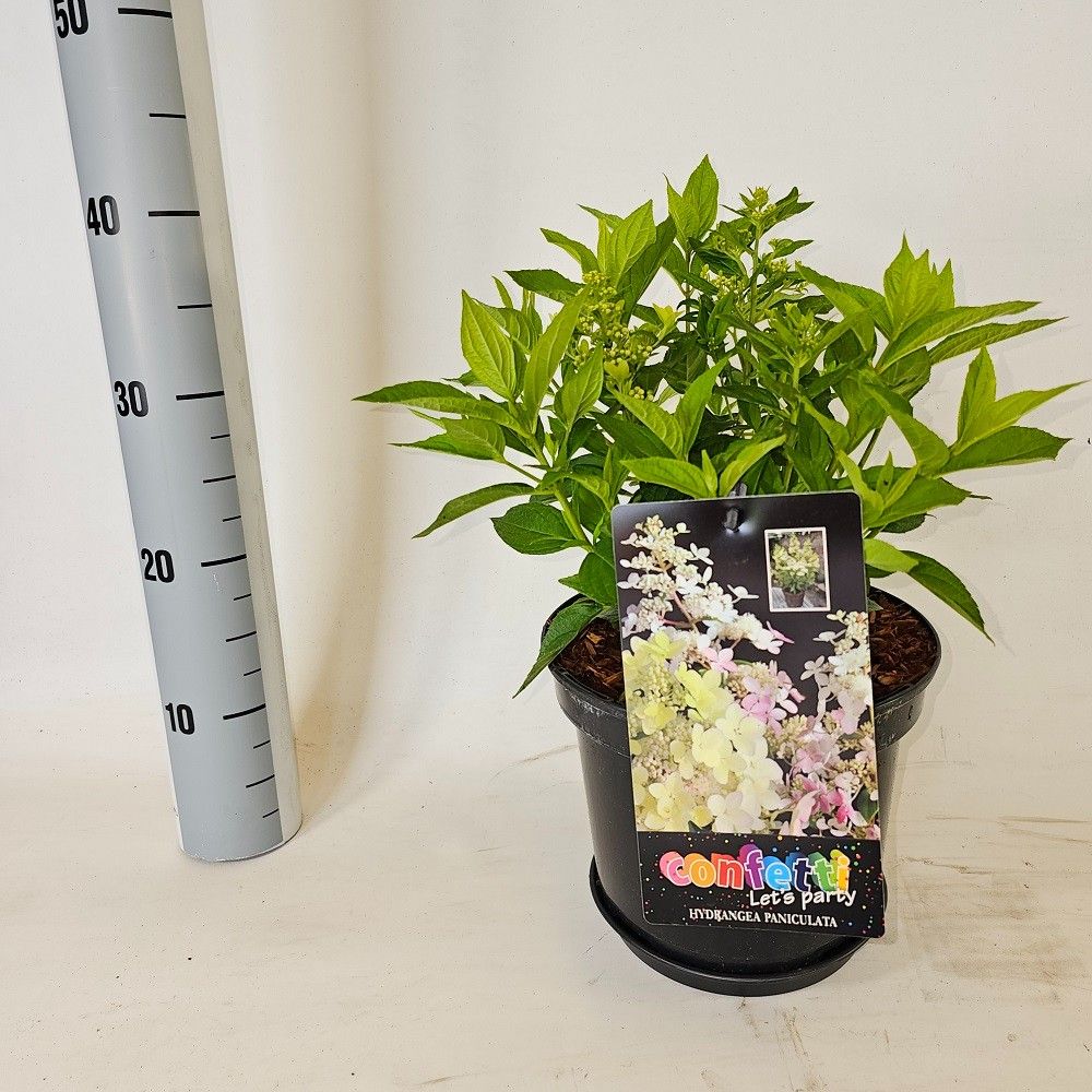 Hydrangea pan. Confetti 40cm 21cm Pot