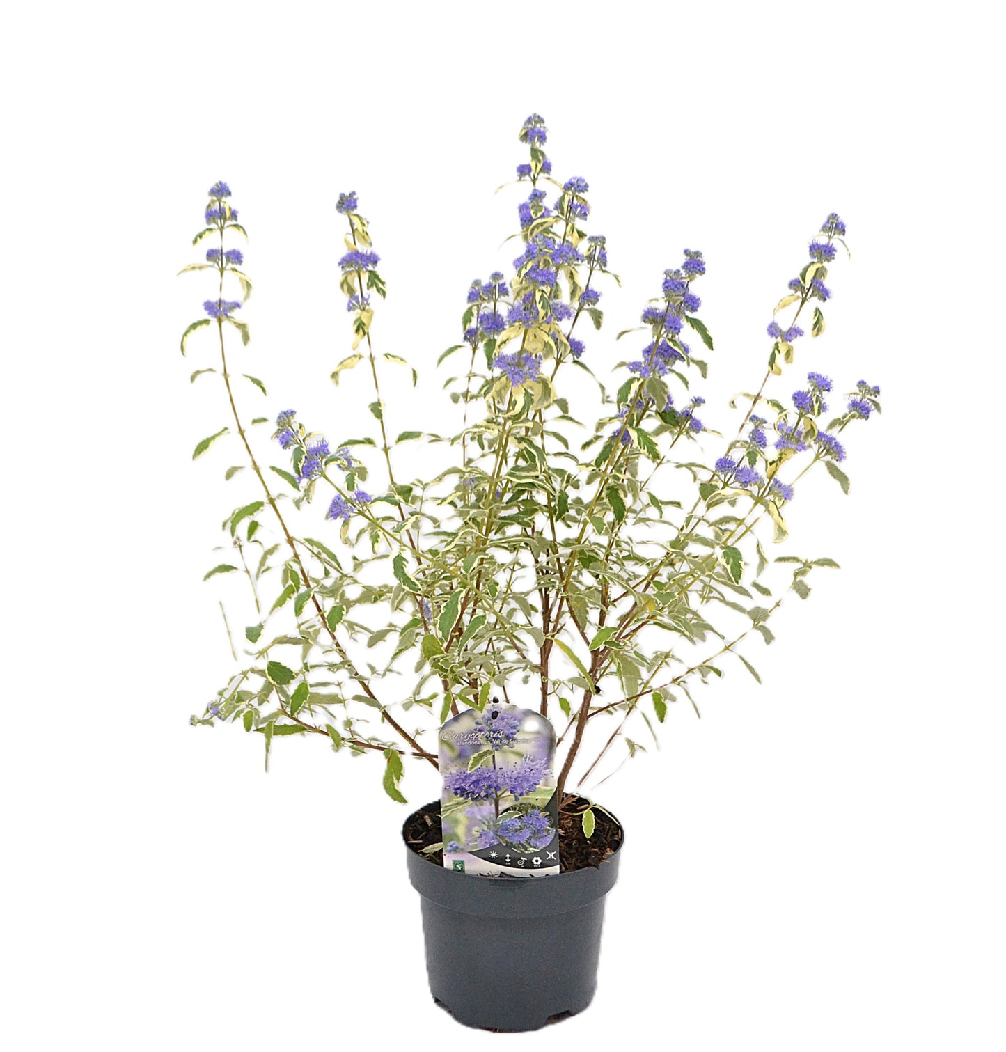 Caryopteris clandonensis 40cm 19cm Pot
