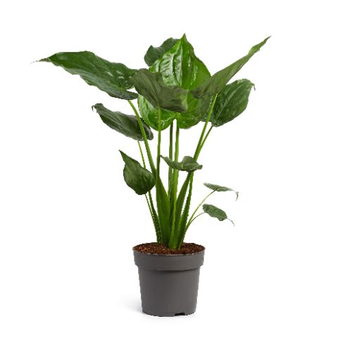 Alocasia cucullata 120cm 24cm Pot